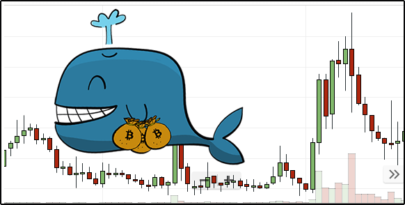 نهنگ (Whale) در بازار ارز دیجیتال چیست