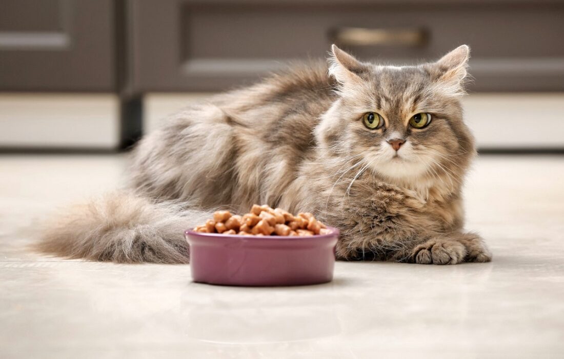 لورس :گربه ها به چه غذایی علاقه دارن؟