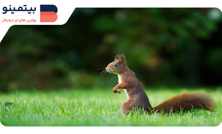 لورس :PNUT با ۱۳% افزایش پس از خرید ۱% از کل عرضه توسط نهنگ