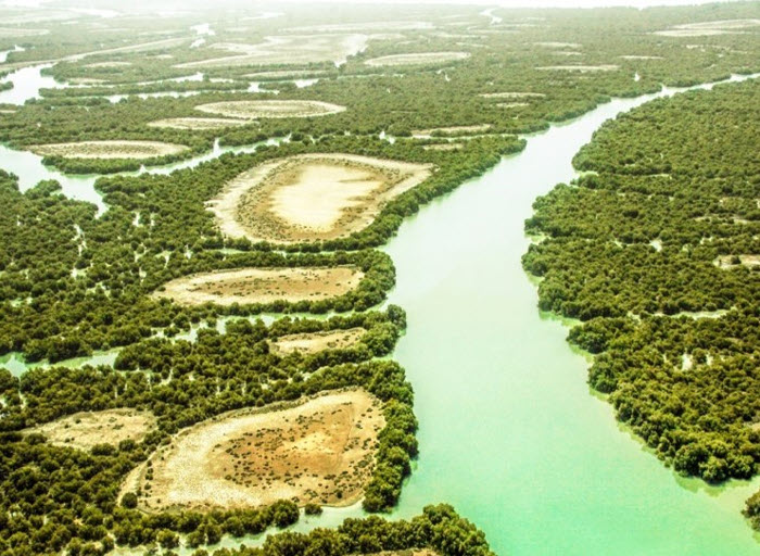 جنگلهای دیدنی از جنوب تا شمال ایران: کدامها را باید ببینید؟