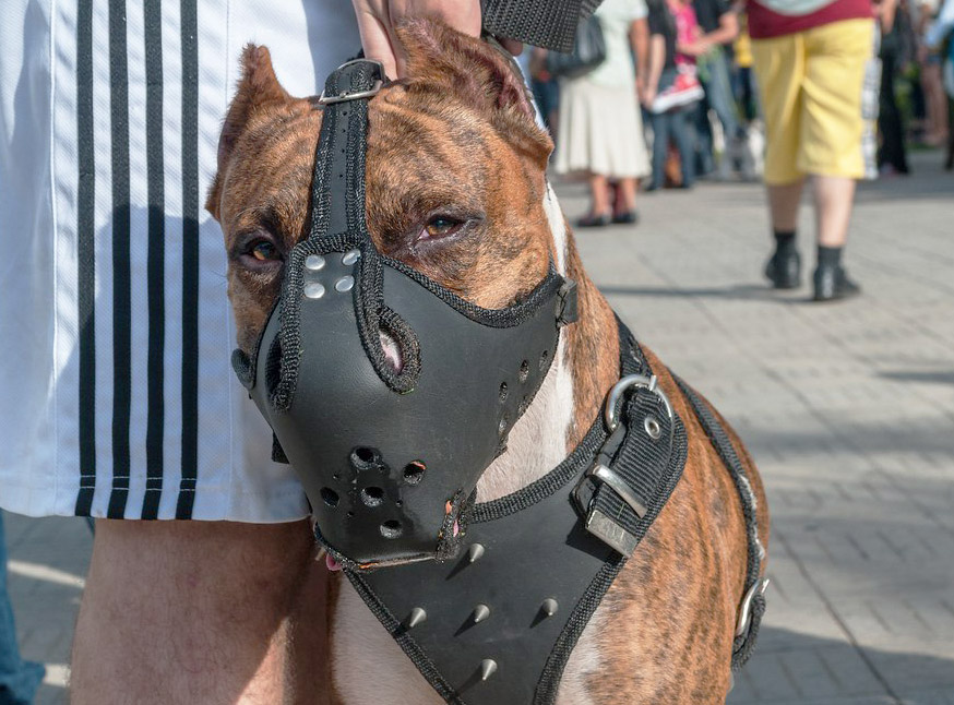 لورس :مزایای پوزه بند سگ و آموزش در استفاده از آن