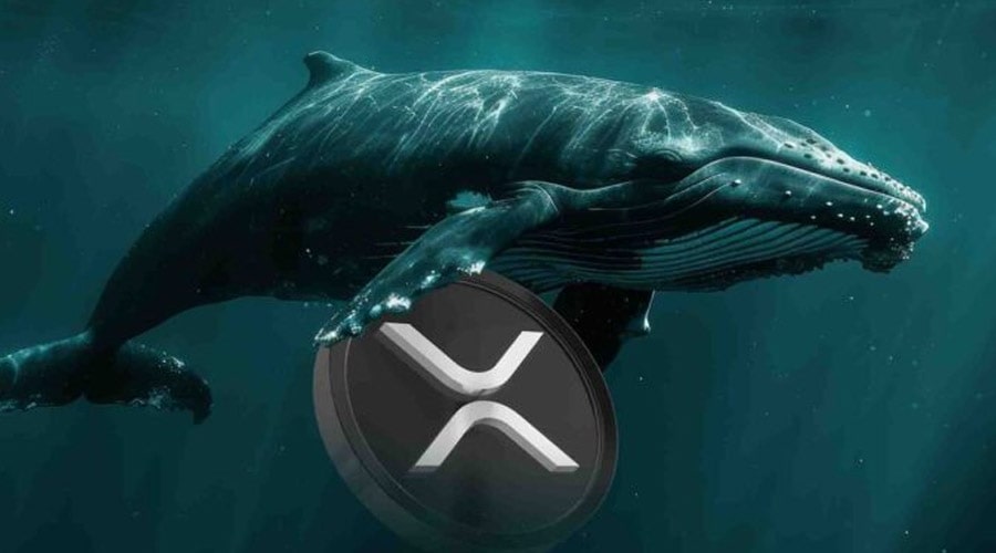 لورس :شرط‌بندی ۶ میلیون دلاری نهنگ‌ بزرگ روی ریپل! قیمت XRP آماده انفجار است؟